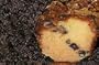 My Grandma's Chocolate Chip Coffee Cake