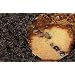 My Grandma's Chocolate Chip Coffee Cake