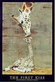 FIRST KISS - GIRAFFE - POSTER - PHOTO - ART(Size 24