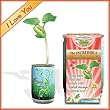 I Love You Growing Kit - I Love You Bean Sprout Valentine Plant . 99% Germina...