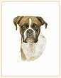 Fiddler's Elbow Boxer Blank Box Note Cards