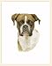 boxer32 - Fiddlers Elbow Boxer Blank Box Note Cards