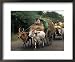 Bullock Carts are the Main Means of Transport for Local Residents, Tamil Nadu State, India Animals Framed Art Poster Print by R H Productions, 22x18