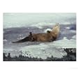 River Otter, Lutra Canadensis Rolling Over in Winter Montana Photographic Poster Print by Alan And Sandy Carey, 64x48