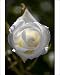 Photographic Prints of Floribunda rose (Rosa Iceberg) from Science Photo Library