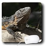 Krista Funk Creations Mexican Iguanas - Sun - Worshipping Iguana in Puerto Vallarta, Mexico - MousePad (mp_51003_1)