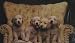 Cute Dog - Vintage Art Poster