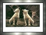 First Song By Jim Brandenburg Framed with a Silver Frame 24 x 18 Inches