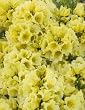 "Yellow Petticoats" Rhododendron One Gallon Plant by Monrovia Growers