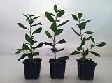 25 Nellie R Stevens Holly Really Nice 6-9 Plants!