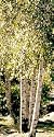 Big-Tooth Aspen, 5-6 Foot Tree