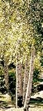 Big-Tooth Aspen, 5-6 Foot Tree