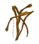 10-12" Y Tendons - 25 pack