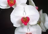 Dtps Martha Dolge x (Dtps Achy Breaky Heart x Phal Fifi)(photo)