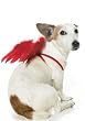 Pet Angel Wings Cute Dog Holiday Pet Costume