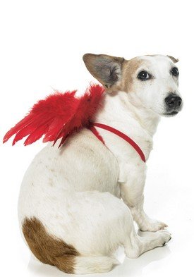 Pet Angel Wings Cute Dog Holiday Pet Costume