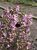 Eigenschaften Dachstauden  / Teucrium chamaedrys - Gamander, 6 Pflanzen