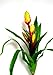 Sword Bromeliad Plant w/4 Blooms & Leaves