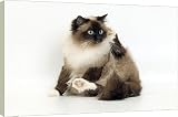 Box Canvas Print of Cat - Birman from Ardea