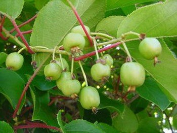Actinidia arguta - kleinfruchtende Kiwi - 30 Samen Actinidia arguta - kleinfruchtende Kiwi - 30 Samen