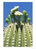 Saguaro Cactus Flower, Sonora Desert Museum, Tucson, Arizona Photographic Poster Print by Rob Tilley, 36x48