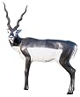 McKenzie® Exotic Series Black Buck Target Midsection Only