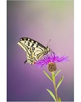 Photographic Print of Swallowtail - on flower wings closed from Ardea