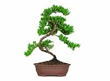 Lawn & Patio - Brussel's Green Mound Junpier Bonsai