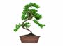 Brussel's Green Mound Junpier Bonsai