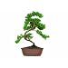 Brussel's Green Mound Junpier Bonsai