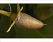 Photographic Prints of ROG-12157 Red mangrove - in fruit, this develops and germinates on the tree, from Ardea Wildlife Pets