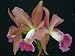 2 Laelia tenebrosa Species Orchid Plants Potted