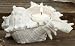 Pack of 4 Ocean Inspired "Seashell" Shaped Tea Light Holders