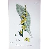 植物学は C1902 古めかしい Mullein の Verbascum の花を植えます