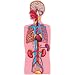 Human Body w/manual - Pre-cut Flannelboard Figures