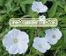 MOONFLOWER Ipomoea Alba --- 5 Flower Seeds