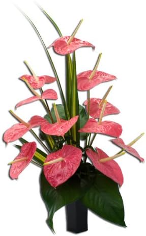 Hawaiian Flowers Dozen Premium Pink Anthurium