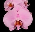 Phalaenopsis Orchid Newberry Perfection 'Pink Giant'