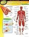 CHART MUSCULAR SYSTEM