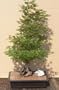 Bonsai Boy's Japanese Green Maple Bonsai Tree acer palmatum