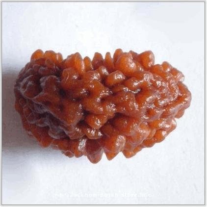 ONLINE PRASAD Zevotion 1 Mukhi Rudraksha (Brown)