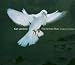 Jenkins: The Armed Man - A Mass For Peace