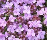 CREEPING THYME Thymus Serpyllum --- 10,000 Flower Seeds