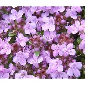 CREEPING THYME Thymus Serpyllum --- 1,000 Flower Seeds
