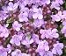 Groundcover
