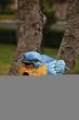 Portly Bluebird - Birdhouse