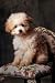 Tiny Toy Poodle Puppy - 72