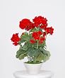 Artificial Red Geranium