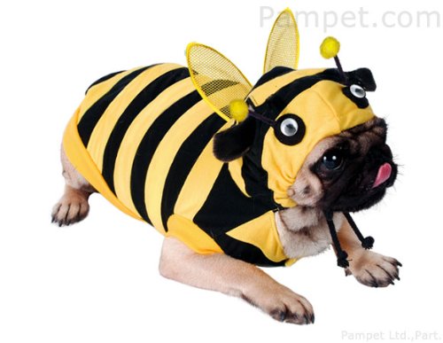 Dog Fancy Dress Costume. Bumble Bee  Hood and 