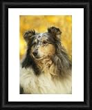  : Rough Collie Dog - Framed Print 10x8 (25x20cm) by Ardea